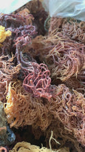 Load and play video in Gallery viewer, Wildcrafted Full Spectrum Raw Sea Moss
